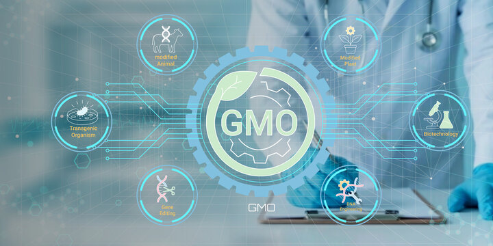 Scientist examining genetically modified organisms GMO technology with futuristic digital interface and related concepts displayed