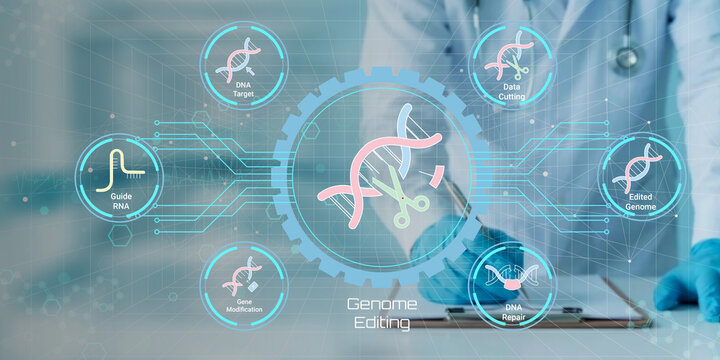 Scientist working with advanced genome editing technology and CRISPR Cas9 gene scissors for DNA modification research