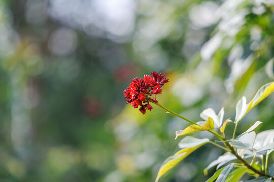 Vibrant red Jatropha integerrima flowers on a blurred green background