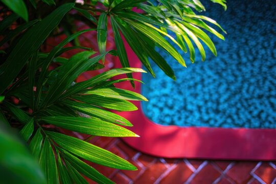 日当たりの良い場所の透明な水たまりを緑の葉が取り囲んでいます
