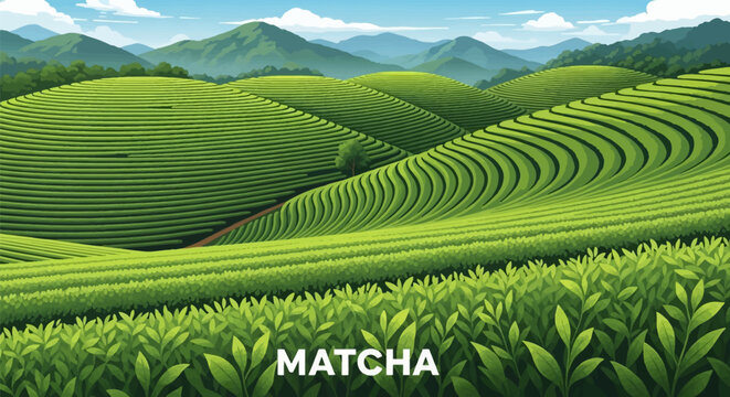 Vector illustration of terraced green tea matcha plantation fields in a mountainous landscape with a bright blue sky and clouds. Features geometric rows of tea bushes and MATCHA text overlay.