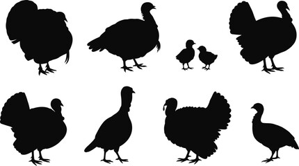 Black silhouette turkeys and chicks  © MDRAJU