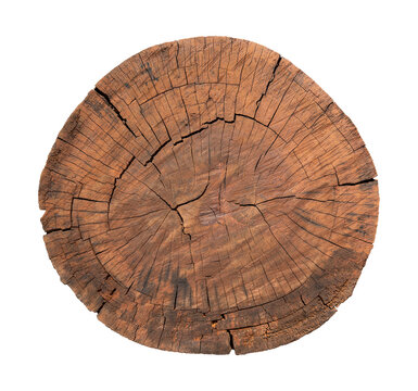 Top view cross section of tree stump isolated