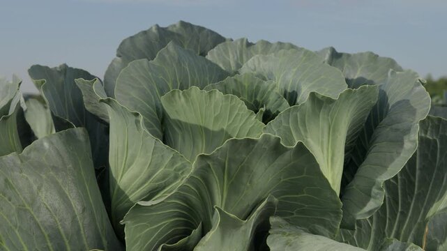 Healthy fresh cabbage leaves growing in agricultural field, camera slowly moving from top to bottom, organic farming and natural vegetable growth concept