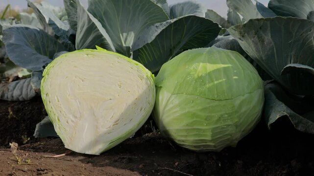 Fresh cabbage in field, one whole and one sliced head showing inner layers and texture, camera slowly moving closer, organic harvest and natural farming concept