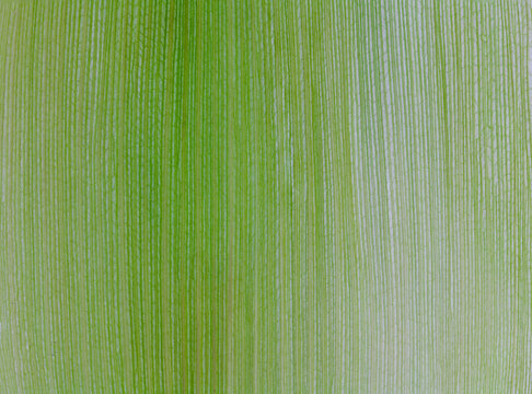 close up on fresh green corn husk texture