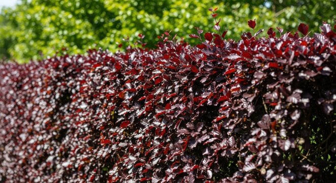 Dense Copper Beech Hedge With Deep Burgundy Foliage In Natural Sunlight