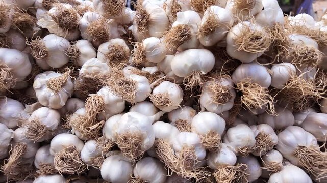 Fresh garlic at the local market in early morning hours