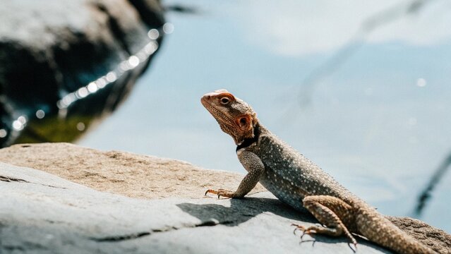 Close up of agama lizard (Agama agama) hunting flies on rock in the Serengeti National Park in Africa.
