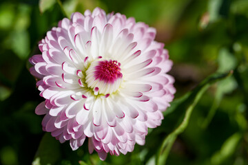 A Beautiful Double English Daisy Flower in Full Bloom With White Pink-Tipped Petals and a Deep Magenta Centre in Stunning Macro Detail. Bellis Perennis Pompom Blossom Against a Soft Green Background © Aimur