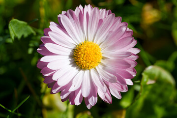 A Delicate Pink and White Daisy Blossom with a Vivid Yellow Centre Photographed Up Close in a Sunny Garden Setting. Beautiful Bellis Perennis Wildflower in Full Spring Bloom on a Green Meadow © Aimur