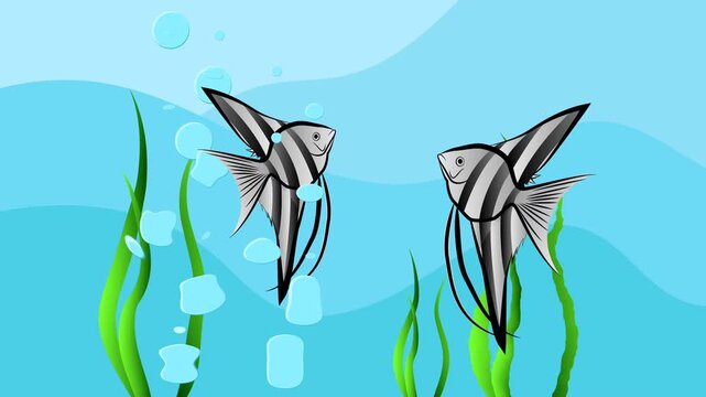 Video motion of angel fish on a aquarium 