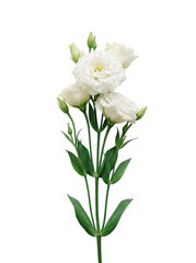 Fototapeta premium White lisianthus flowers with green stems and transparent background