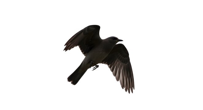 A solitary crow soars gracefully through the bright white sky.