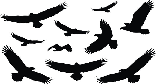 Birds in Flight Silhouette Illustration Set with Hawks, Eagles, and Wings for Nature and Wildlife Designs