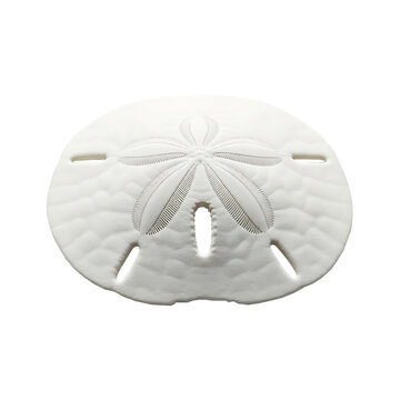 white sand dollar shell isolated on transparent background