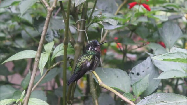 Hummingbird Perched on Branch