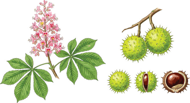 Horse Chestnut Botanical Illustration Set with Leaves Flowers Spiky Fruits and Seeds Detailed Natural Plant Elements Vector Collection