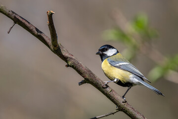 Sikorka bogatka (Parus major)  © Janusz Lipiński