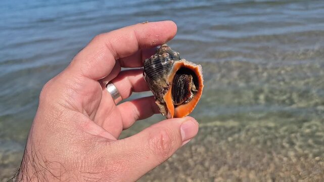 A hand holds a live sea snail, its dark operculum visible inside a vibrant orange shell. The creature is held over clear, rippling coastal water, capturing a moment of raw, marine discovery.