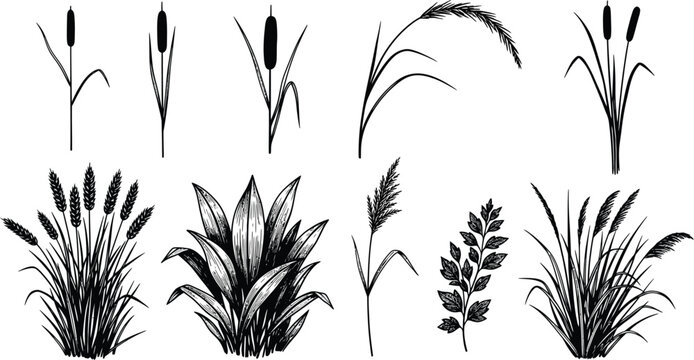 Set of black silhouettes featuring various marsh plants including reeds cattails and wild grasses isolated for botanical design elements silhouette botanical landscape collection vegetation