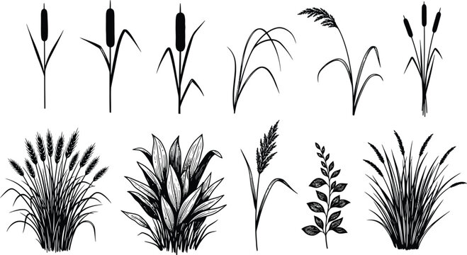 Botanical silhouettes of different species of wild grass and aquatic plants such as bulrushes and reeds on a clean white background with silhouette botanical collection vegetation isolated
