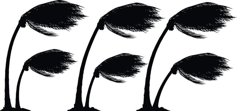 Silhouette of palm trees bending in heavy wind during a tropical storm or hurricane on white background with silhouette hurricane tropical windstorm environment disaster isolated illustration