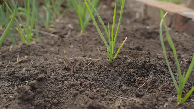 Young onion or garlic seedlings sprouting from dark fertile soil in a raised garden bed. Fresh green shoots emerge in rows.