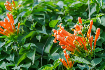 Close-up of Orange Trumpet Vine blossoms with dense green foliage © HoyaEuny