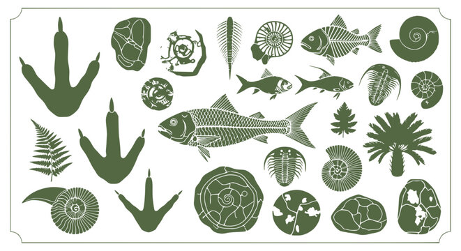 Fossil Collection: Dinosaur Footprints, Ancient Fish, Trilobites, Ferns, Ammonites