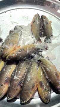 Anabas Fish on Display for Sale at Local Fish Market in Dhaka Bangladesh