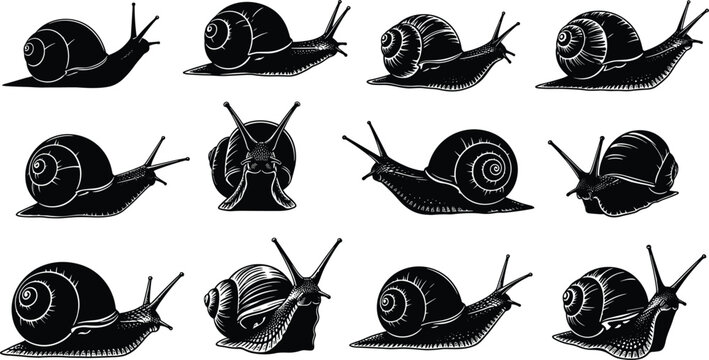 Snail illustration set, mollusk artwork collection, shell pattern vector, vintage biology drawing, scientific study design, nature graphic, educational concept