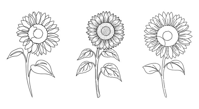 Three hand drawn sunflower sketches with leaves in a simple line art style