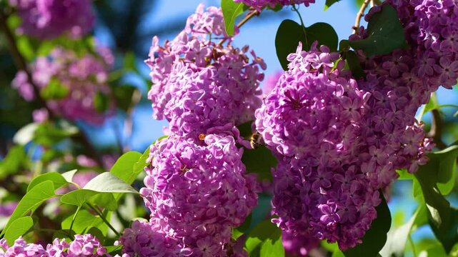 A close up view of a bee flying around and collecting nectar from vibrant purple lilac flowers blooming on a bush against a sunny blue sky during springtime.