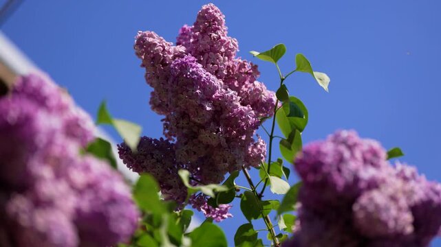 Close-up of vibrant purple lilac clusters swaying against a clear blue sky as a honey bee pollinates blossoms.