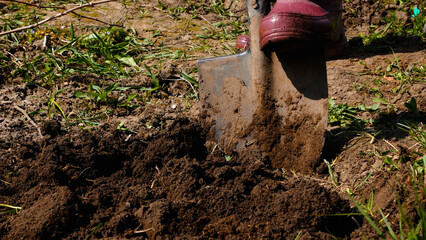Person digging soil in a garden with a shovel, preparing the ground for planting vegetables. Concept of gardening, soil preparation, and seasonal agricultural work. Home garden, cultivation, and © Sinelie