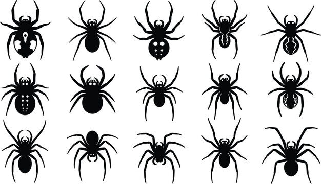 Spider silhouette illustration, arachnid artwork design, black insect motif, entomology vector drawing, stylized spider abdomen patterns, symmetrical arachnology study graphic