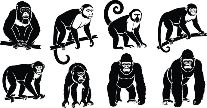 Stylized primate silhouettes illustration, monkeys and gorillas art, diverse poses concept, wildlife animal drawing, educational nature design, artistic zoology representation