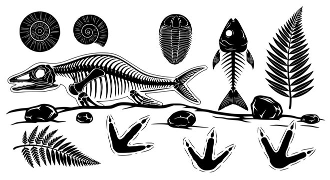 Fossil Collection: Dinosaur Skeleton, Ammonites, Trilobite, Fish, Ferns, Footprints