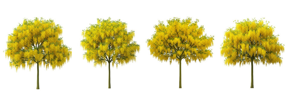 Four blooming Golden Shower trees isolated on black background for design