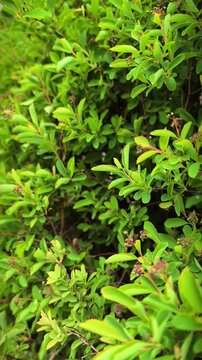Vertical close up of green cotoneaster shrub leaves waving in wind, garden hedge background, ornamental plant foliage, natural sunlight, organic leaf texture, candid style, botany.