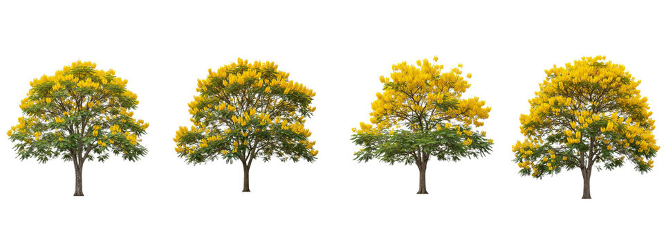 Four blooming yellow Cassia fistula trees isolated on black background