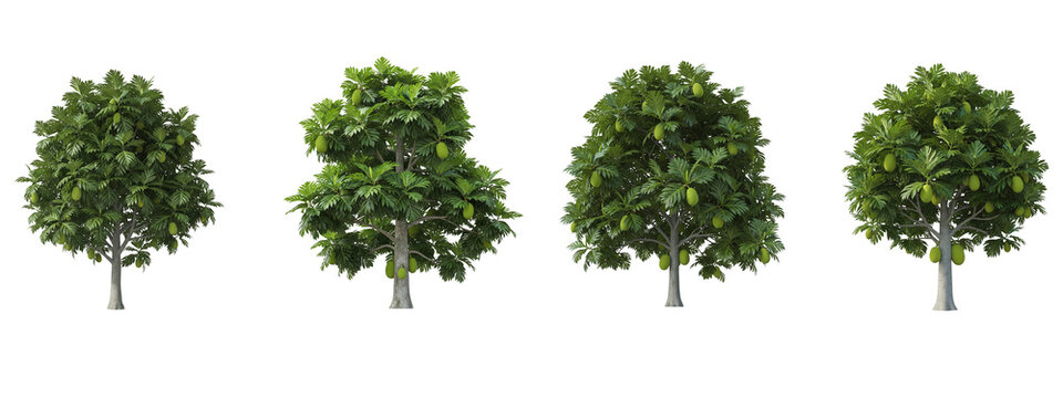 Four breadfruit trees with green fruits isolated on black background
