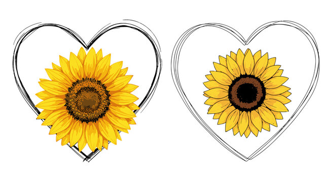 Two beautiful yellow sunflowers inside hand drawn heart shapes