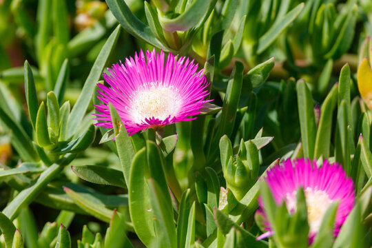 Close-up of bright pink flowering succulent among green leaves in natural garden