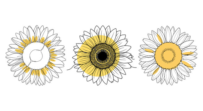 Three stylized sunflower line art illustrations with yellow color highlights