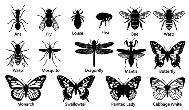 Realistic Insect Silhouette Vector Set Dragonfly Bee Ant Butterfly Top View