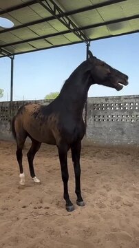 Beautiful Horse Rearing and Running in Slow Motion.