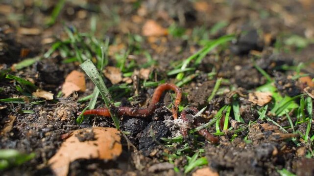 Red earthworm crawling on compost soil with green grass and decaying leaves close-up