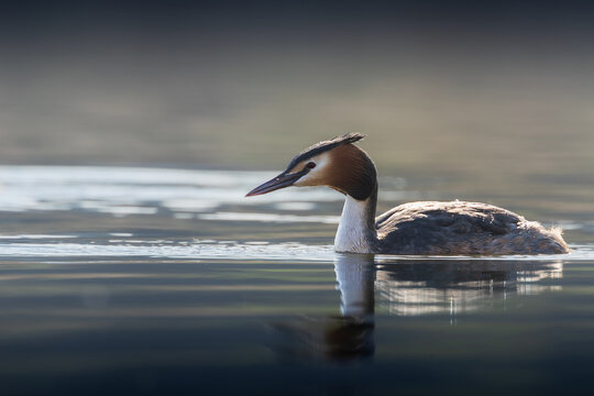 great crested grebe swimming on lake surface